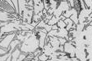 Images 4